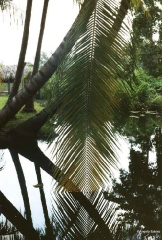 Photograph