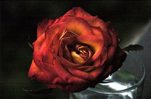 Photograph