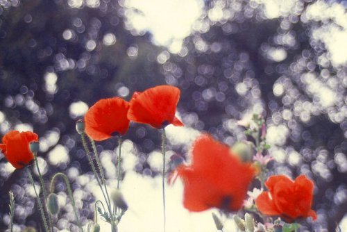 Photograph